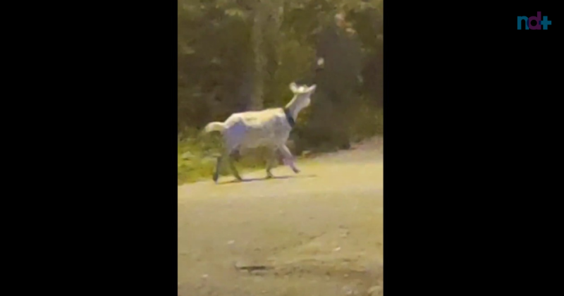 “Assombra&ccedil;&atilde;o” &eacute; vista ao lado de cabra em v&iacute;deo gravado em praia do Rio de Janeiro – Foto: @EldarGlorfindel/Reprodu&ccedil;&atilde;o/ND