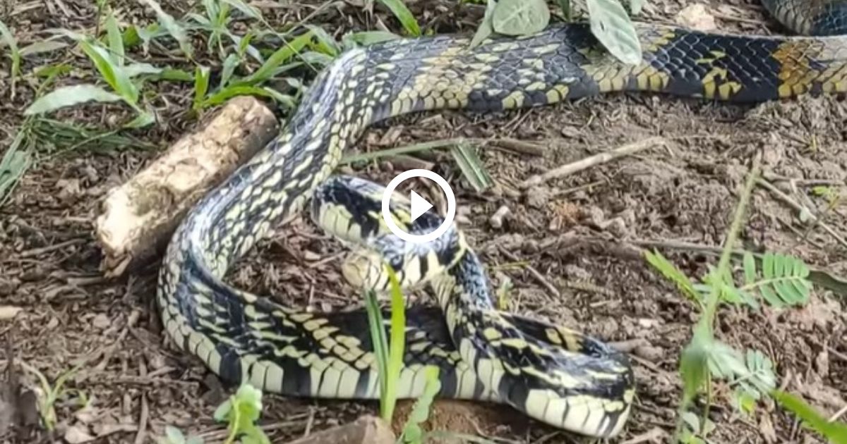 Vídeo mostra cobra caninana perseguindo para atacar – Metro World