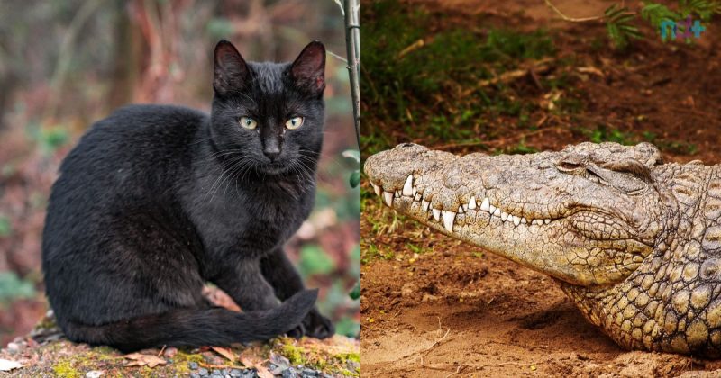 Animal levou uma cabe&ccedil;a de jacar&eacute; para a dona – Foto: Divulga&ccedil;&atilde;o/Unsplash/ND