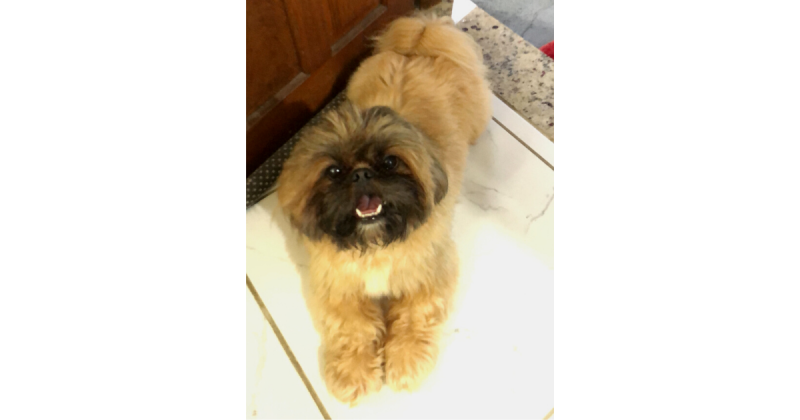 Theo &eacute; recuperado ap&oacute;s repercuss&atilde;o das imagens e da reportagem divulgada pelo ND+ – Foto: Arquivo Pessoal/ND