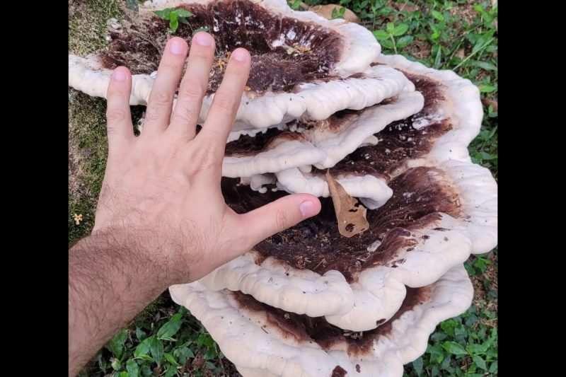 Orelha-de-pau é um fungo encontrado em árvores &#8211; Foto: Arquivo pessoal/Gilberto Ademar Duwe
