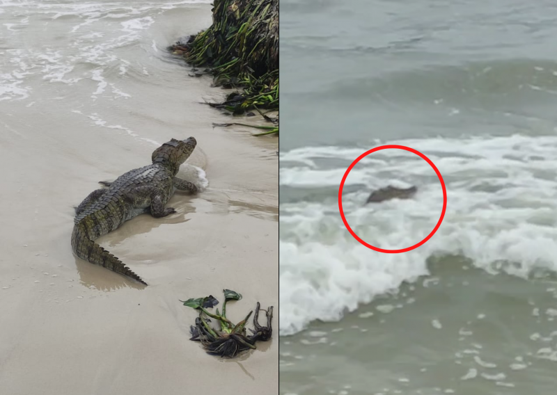 Jacar&eacute; &eacute; encontrado nadando em Canasvieiras, neste s&aacute;bado (3) – Foto: Zezo Catuaba/Divulga&ccedil;&atilde;o/ND