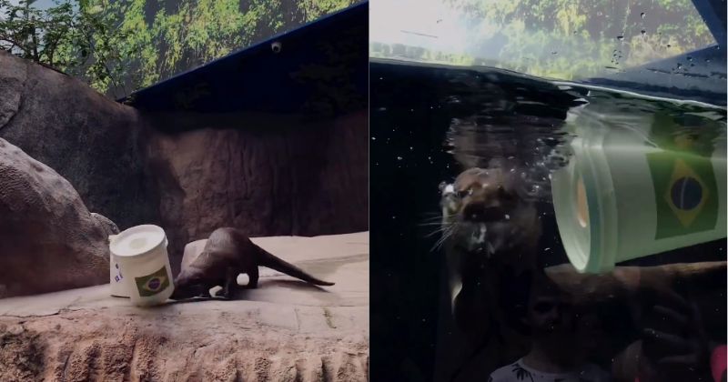 Lontra escolheu o pote com a bandeira do Brasil – Foto: Oceanic Aquarium/Reprodu&ccedil;&atilde;o/ND