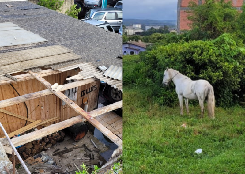 Cavalo cai em telhado de estabelecimento na Serra catarinense – Foto: BPM/Divulga&ccedil;&atilde;o/ND