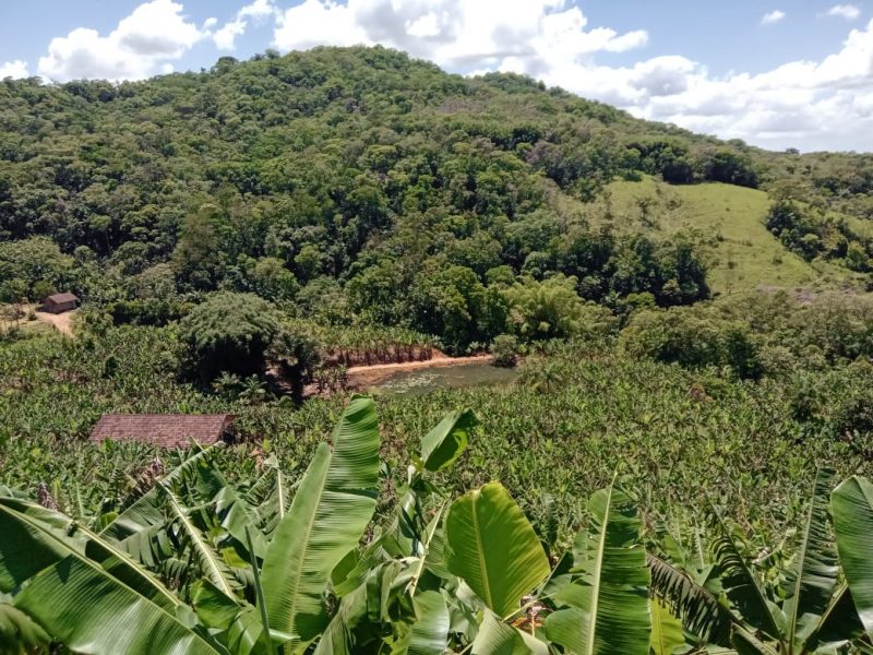 Plantio de bananas &eacute; realizado na cidade de Schroeder – Foto: Internet/Reprodu&ccedil;&atilde;o