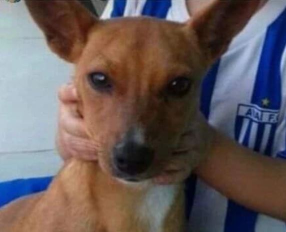 Animal foi adotado h&aacute; sete anos em Florian&oacute;polis – Foto: Reprodu&ccedil;&atilde;o/@miau.viralatasprotegidos/ND