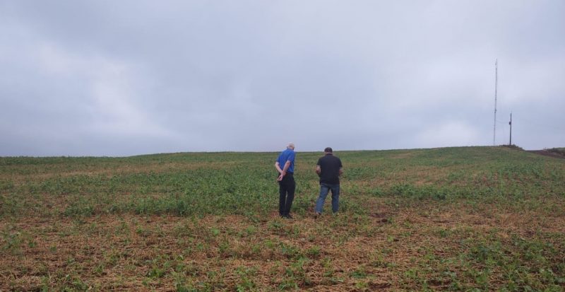 Culturas de milho, soja e fumo foram atingidas pela chuva de granizo da &uacute;ltima ter&ccedil;a-feira (27) – Foto: Prefeitura Uni&atilde;o do Oeste