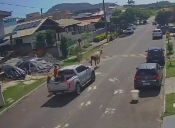 Suspeita de Farra do Boi &eacute; flagrada por c&acirc;meras de monitoramento – Foto: Reprodu&ccedil;&atilde;o/@portobelo.milgrau_oficial/ND