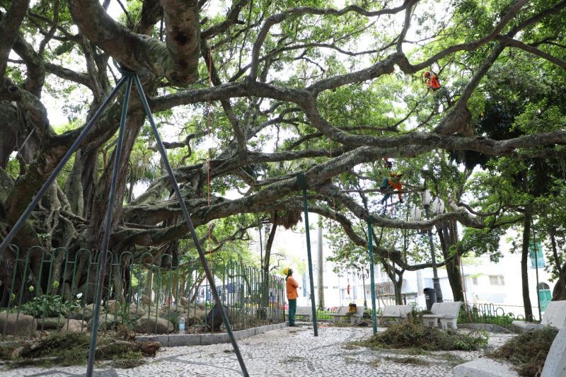 Figueira passa por um minucioso trabalho de manuten&ccedil;&atilde;o e cuidados – Foto: Divulga&ccedil;&atilde;o