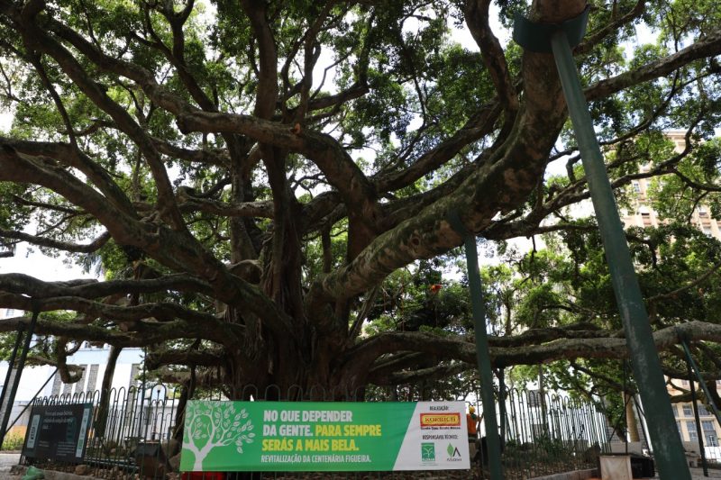 De acordo com a Prefeitura de Florian&oacute;polis, j&aacute; foram conclu&iacute;dos 62% dos trabalhos de revitaliza&ccedil;&atilde;o da tradicional &aacute;rvore – Foto: Divulga&ccedil;&atilde;o