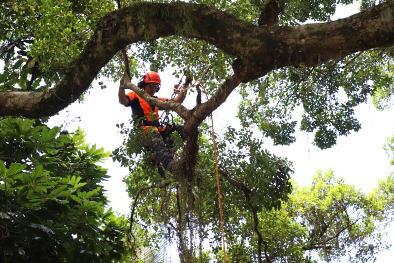O munic&iacute;pio realiza a revitaliza&ccedil;&atilde;o completa da Figueira, que inclui o manejo arb&oacute;reo e tratamento fitossanit&aacute;rio – Foto: Divulga&ccedil;&atilde;o