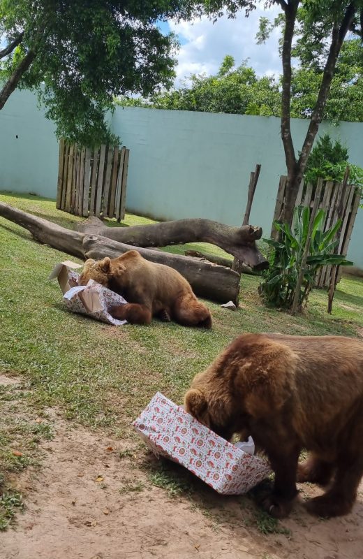 Animals at the Pomerode Zoo receive Christmas presents.  Photo: Disvulgation/Zoo Pomerode/Reproduction/ND