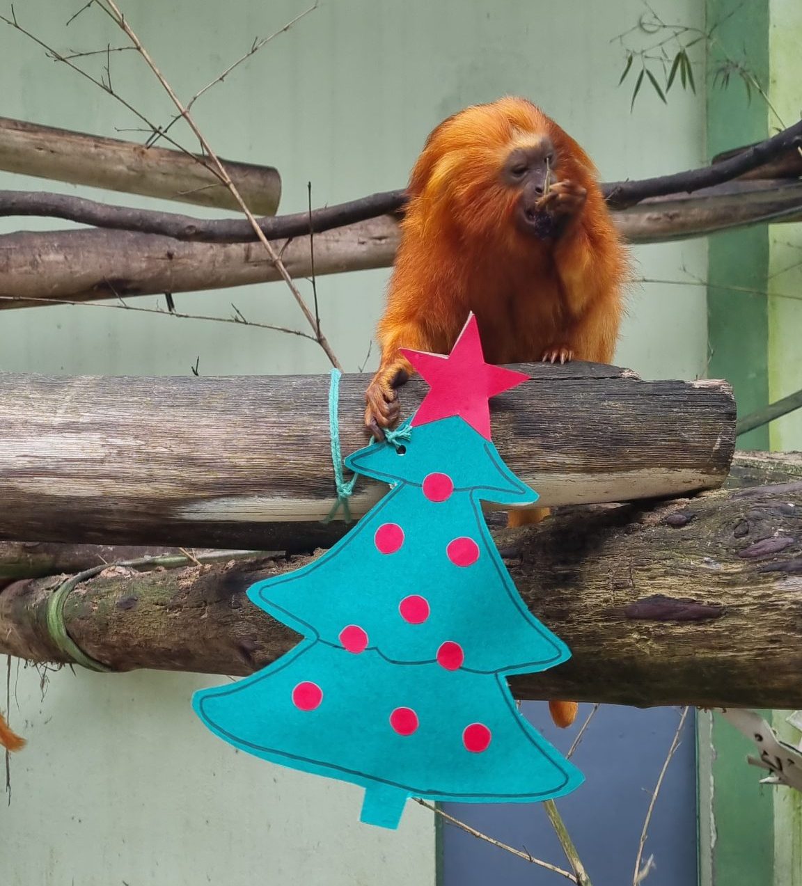 Pomerode Zoo Animals Receive Christmas Gifts - Disclosure/Zoo Pomerode/Reproduction/ND