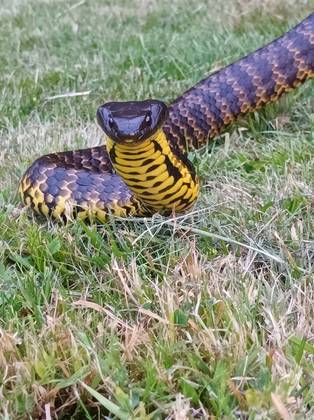 Australiana chama resgate para capturar cobra de borracha