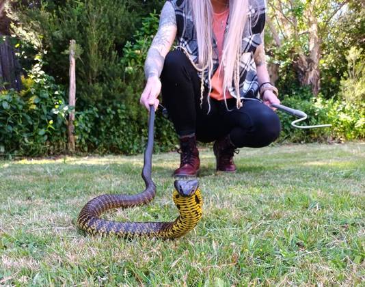 Australiana chama resgate para capturar cobra de borracha