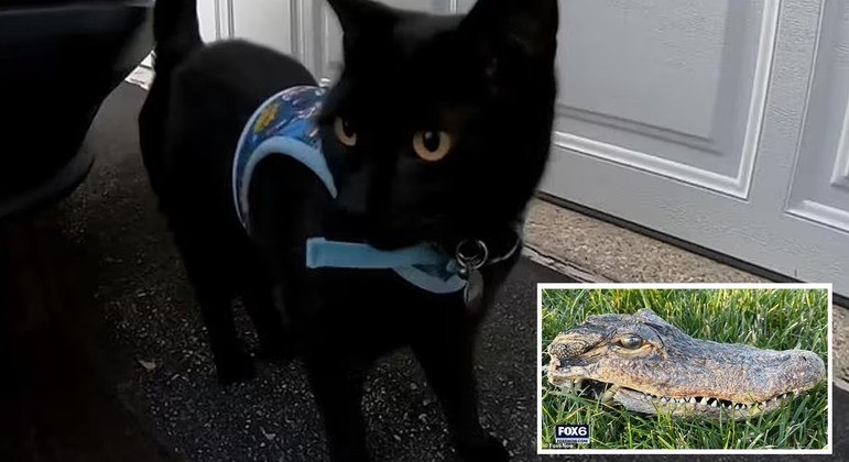 Pet surgiu com cabe&ccedil;a de jacar&eacute; no gramado de casa – Foto: Reprodu&ccedil;&atilde;o/Youtube/Fox6 News Milwaukee/ND