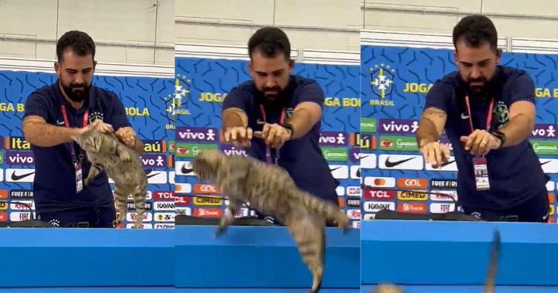 Gato feliz jogando basquete