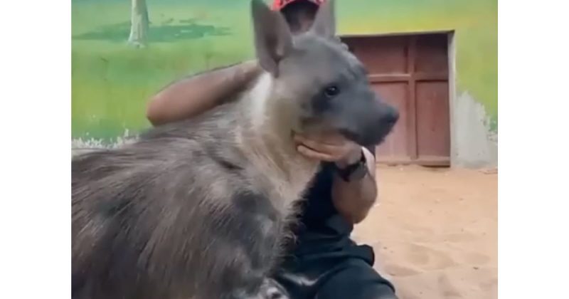 N&atilde;o &eacute; um cachorro, de acordo com o bi&oacute;logo. Trata-se de uma hiena – Foto: Reprodu&ccedil;&atilde;o