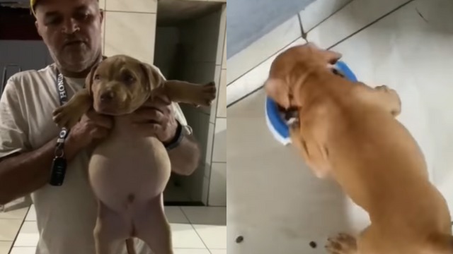 O c&atilde;ozinho rasgou o pacote de ra&ccedil;&atilde;o e comeu at&eacute; ficar com barrig&atilde;o. &mdash; Foto: Internet/Reprodu&ccedil;&atilde;o/ND
