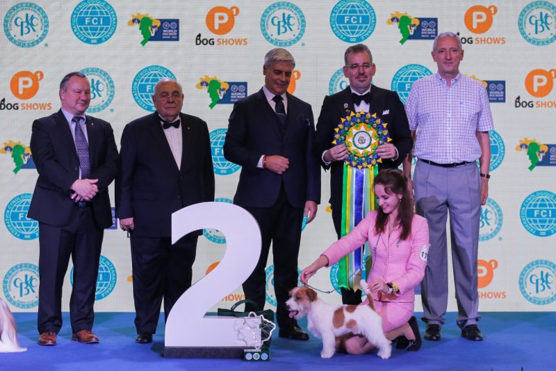 Shih tzu vence competi&ccedil;&atilde;o internacional de ra&ccedil;as em SP – Foto: Andr&eacute; Nery/CBKC/ND