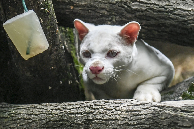 Os animais também podem ser albinos