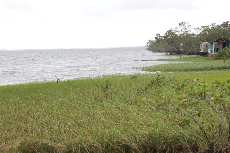 Esp&eacute;cies arb&oacute;reas, arbustos e outras plantas est&atilde;o presentes na Vigorelli – Foto: Carlos Jr/ND