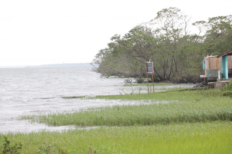 Esp&eacute;cies arb&oacute;reas, arbustos e outras plantas est&atilde;o presentes na Vigorelli – Foto: Carlos Jr/ND