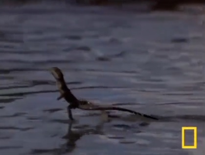 Lagarto caminha sobre a água