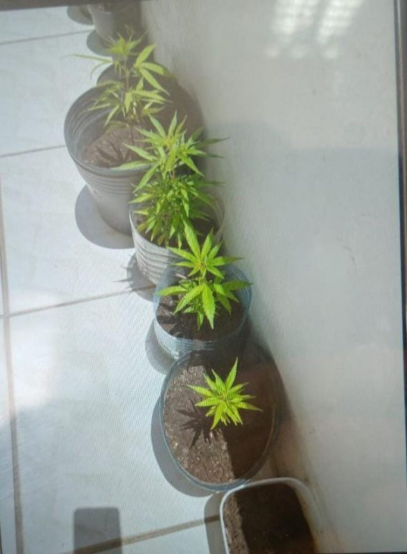 Mudas eram cultivadas na varanda do apartamento – Foto: Pol&iacute;cia Militar/Reprodu&ccedil;&atilde;o/ND