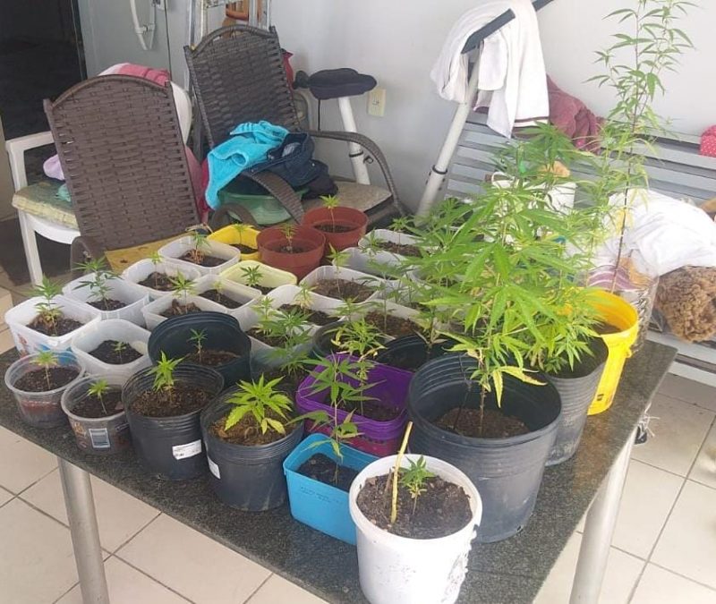 35 p&eacute;s de maconha foram encontrados na resid&ecirc;ncia – Foto: Pol&iacute;cia Militar/Reprodu&ccedil;&atilde;o/ND