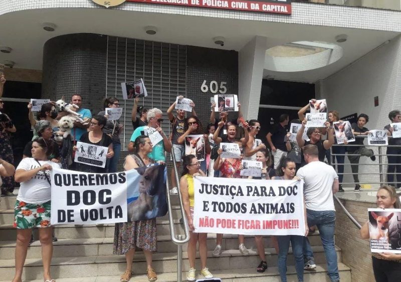 Manifesta&ccedil;&atilde;o foi feita com placas pedindo justi&ccedil;a pelo animal – Foto: Reprodu&ccedil;&atilde;o/@miau.viralatasprotegidos/ND