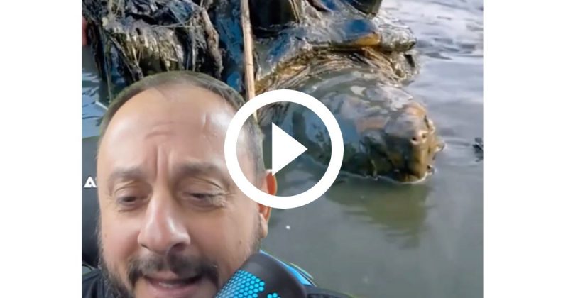 Biólogo diz que tartaruga pré-história é montagem fake