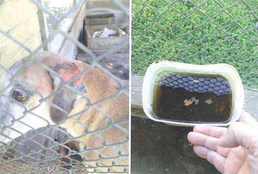 Mulher &eacute; indiciada por maus-tratos contra animais em Blumenau – Foto: Reprodu&ccedil;&atilde;o/ND