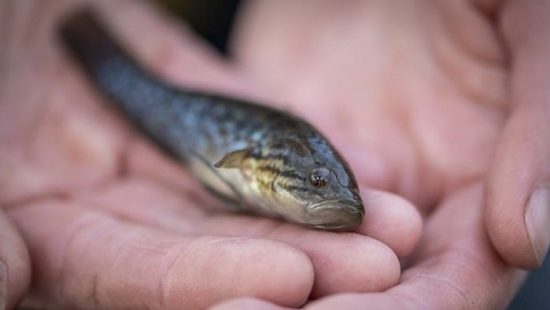 De espécies a alimentação: descubra 10 fatos curiosos sobre as cobras