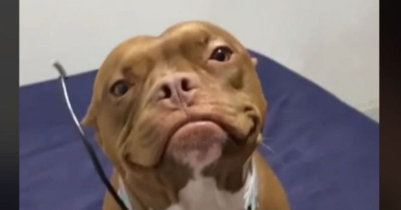 Akira faz cara de sonsa, enquanto sua dona chama aten&ccedil;&atilde;o – Foto: Reprodu&ccedil;&atilde;o