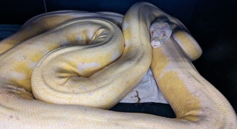 A cobra p&iacute;ton tinha cerca de cinco metros de comprimento – Foto: AUSTIN ANIMAL CENTER/Reprodu&ccedil;&atilde;o/ND