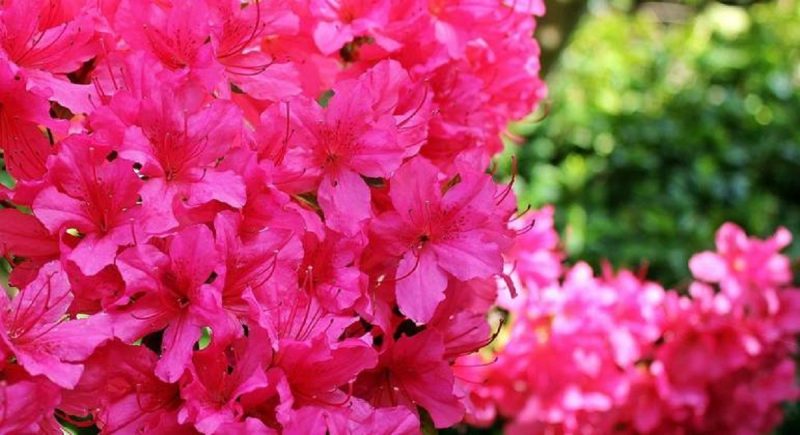 Flores podem causar morte de cachorros e gatos – Foto: Pixabay