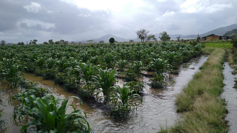 Estimativa &eacute; que mais de 40 hectares de &aacute;rea plantada tenham sido prejudicados – Foto: Ant&ocirc;nio Souza/NDTV