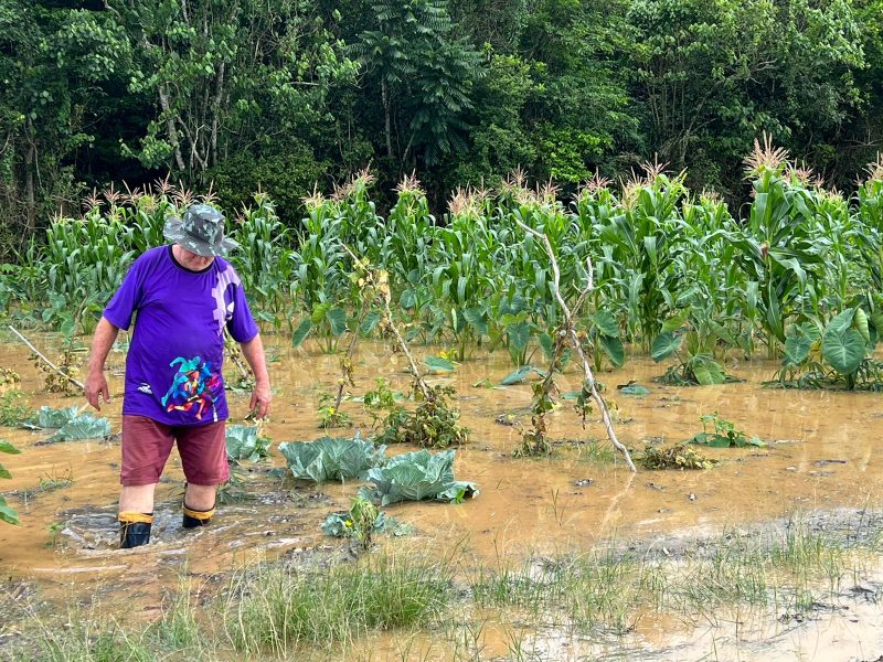 Mais de 40 hectares de planta&ccedil;&otilde;es foram destru&iacute;dos pela cheia em Itaja&iacute;: ‘vamos perder tudo’ – Foto: Ant&ocirc;nio Souza/NDTV