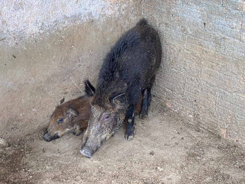 O homem transportava os javalis e teve de pagar multa em Ca&ccedil;ador. &mdash; Foto: Pol&iacute;cia Militar Ambiental/Reprodu&ccedil;&atilde;o/ND