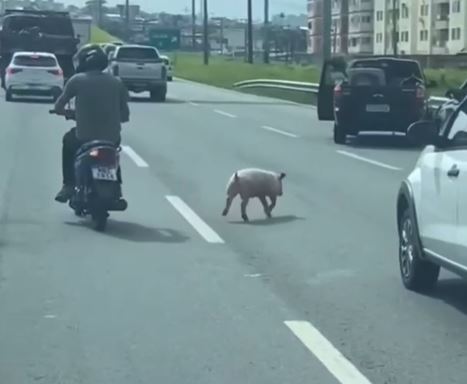 Animal foi visto em Florian&oacute;polis – Foto: @saojosemeiograu/Reprodu&ccedil;&atilde;o/ND
