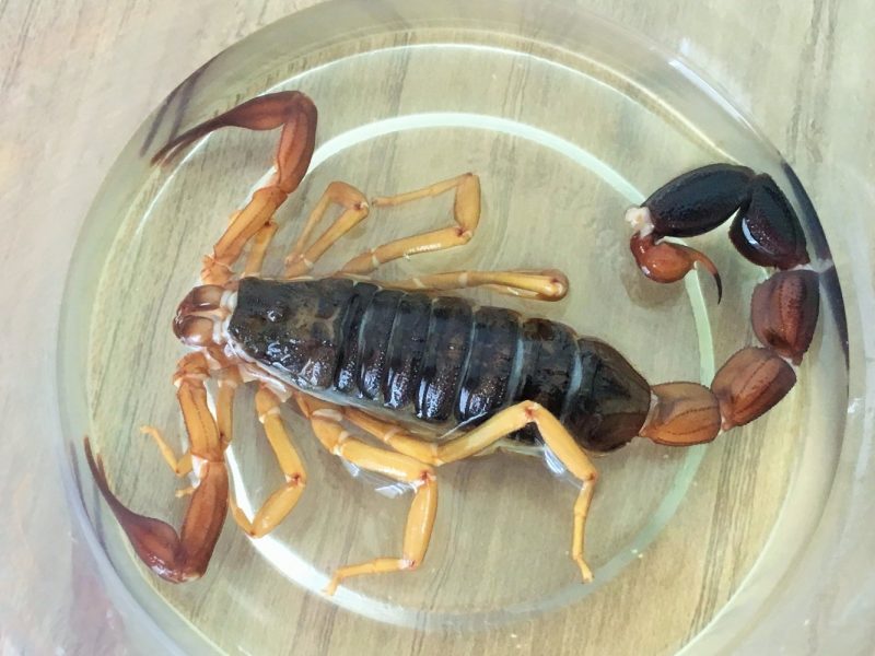 A professora foi picada por um escorpi&atilde;o em uma escola de Conc&oacute;rdia. &mdash; Foto: R&aacute;dio Rural/Reprodu&ccedil;&atilde;o/ND