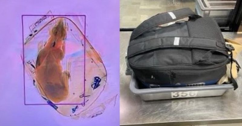 Cachorro foi encontrado dentro de uma mochila no aeroporto – Foto: Reprodu&ccedil;&atilde;o/ Twitter TSA GreatLakes