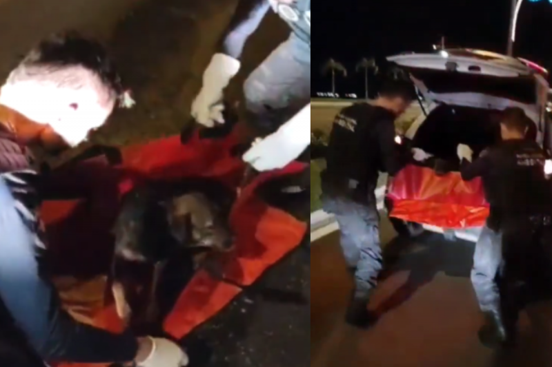 C&atilde;o foi resgatado ap&oacute;s ser atropelado – Foto: GMF/Divulga&ccedil;&atilde;o/ND