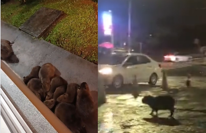 Capybaras caught protecting themselves from the rain at a university in Florianopolis – Social Media/Disclosure/ND