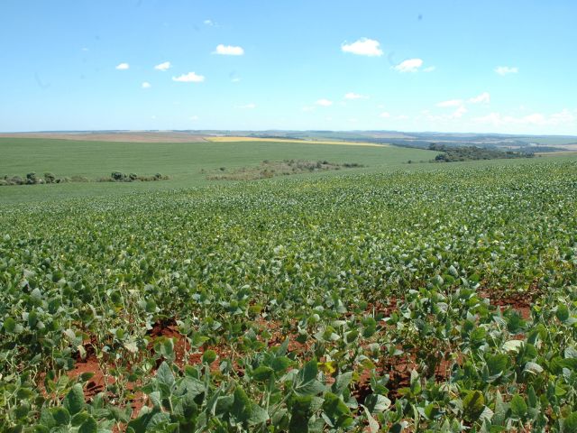 Brasil supera adversidades e alcan&ccedil;a patamares expressivos de produtividade – Foto: Epagri/ND