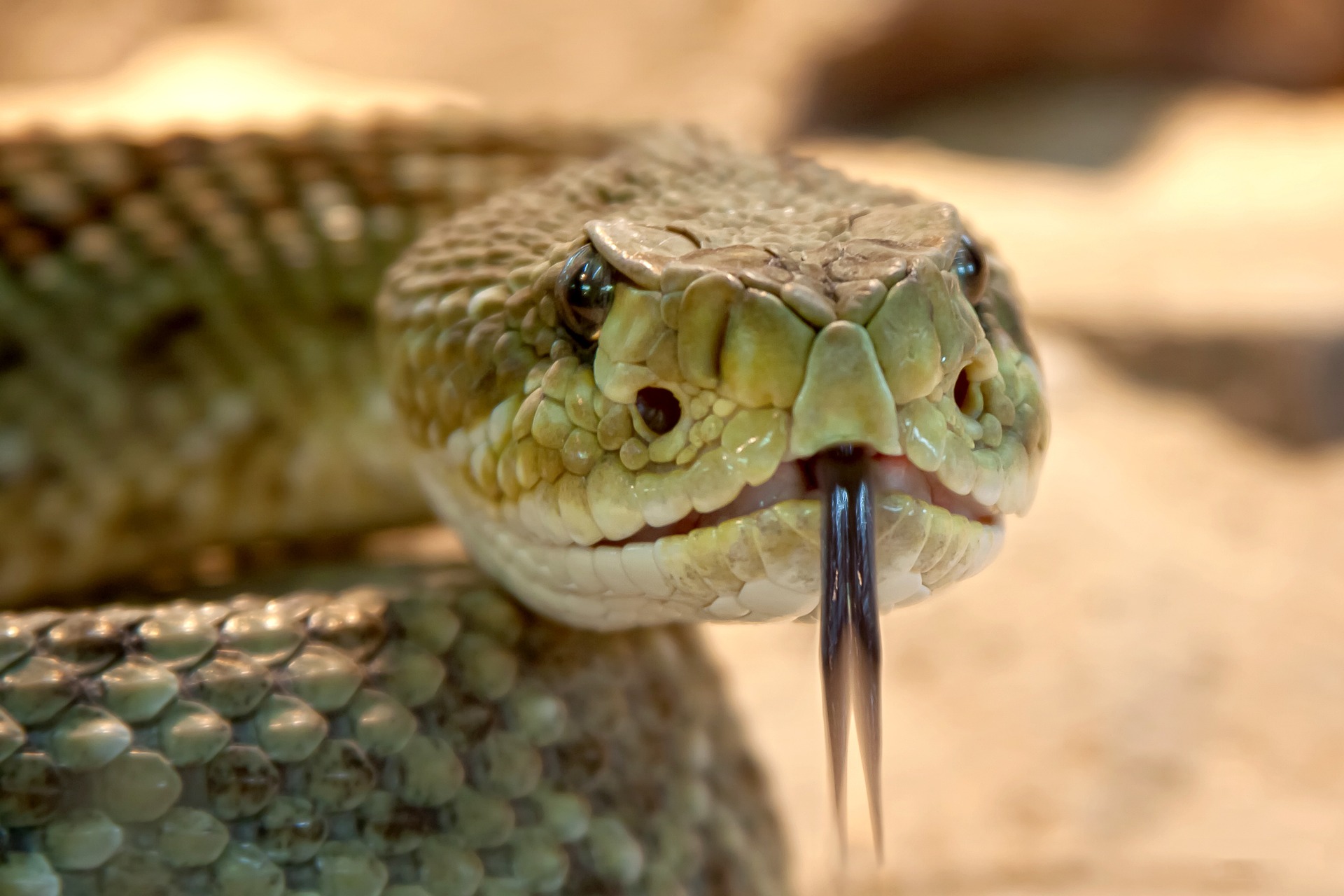 Cobra. As características das cobras e serpentes peçonhentas
