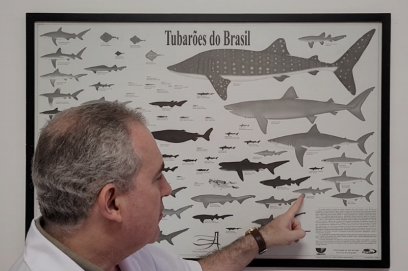 Segundo o professor, o Tubar&atilde;o Mangona – que n&atilde;o &eacute; considerado perigoso – &eacute; o que causou mais acidentes em SC – Foto: Jules Soto/Divulga&ccedil;&atilde;o ND