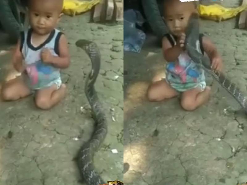 Desespero! Criança é picada após pisar em serpente venenosa; vídeo, Curiosidades