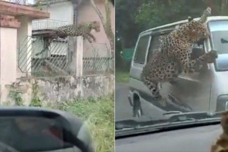 Leopardo ataca uma minivan – Foto: Reprodu&ccedil;&atilde;o/Internet/ND